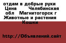  отдам в добрые руки  › Цена ­ 1 - Челябинская обл., Магнитогорск г. Животные и растения » Кошки   